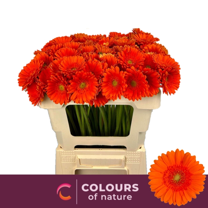 <h4>Ge Mi Henry</h4>