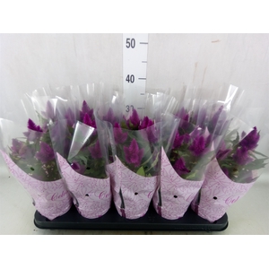 Celosia arg. SP 'Deep Purple'