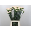 Dianthus St Brut