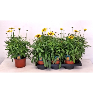 CORE GRANDIFLORA