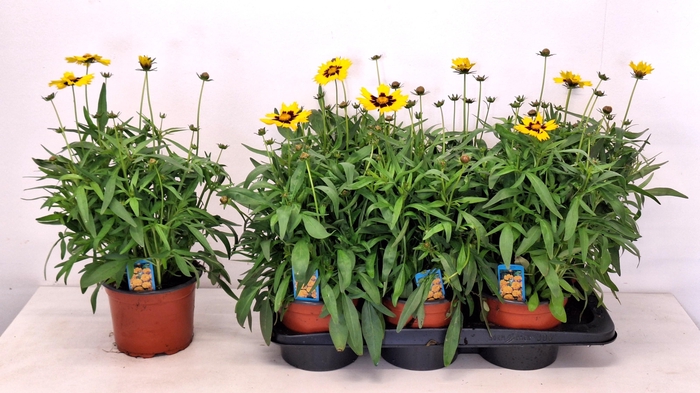 <h4>CORE GRANDIFLORA</h4>