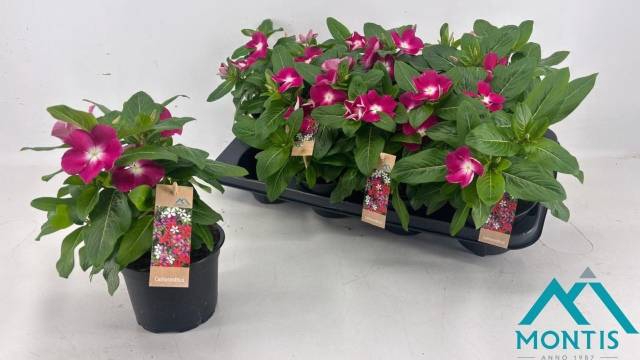 <h4>CATH DEEP PINK/WHITE P13</h4>