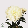 Paeonia shirley temple