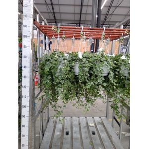 Hedera helix 'Eva'