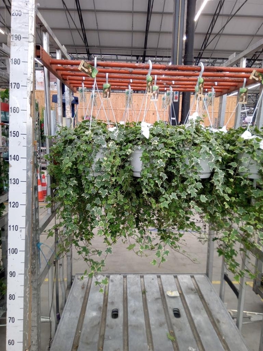 <h4>Hedera helix 'Eva'</h4>