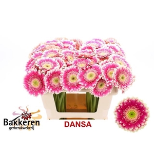 GE MI DANSA
