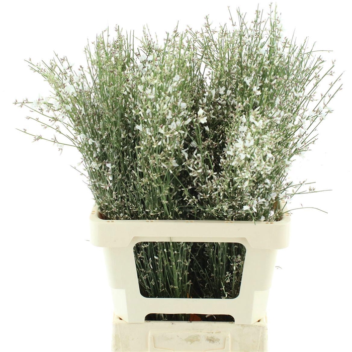 <h4>GENISTA KLB BS H%</h4>