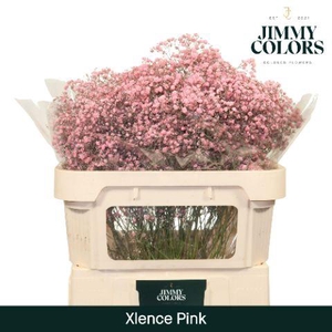 Gyps Xlence l70 Pink