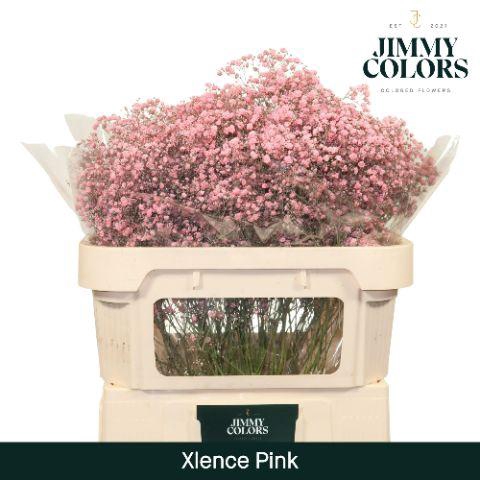 <h4>Gyps Xlence L70 Pink</h4>