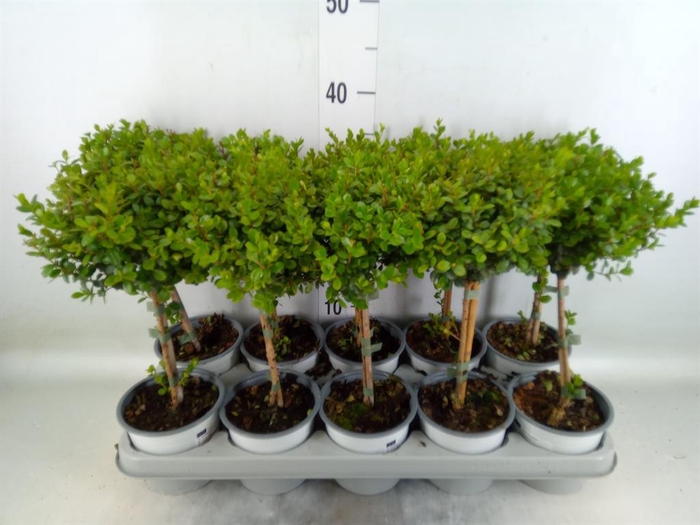 <h4>Myrsine africana</h4>