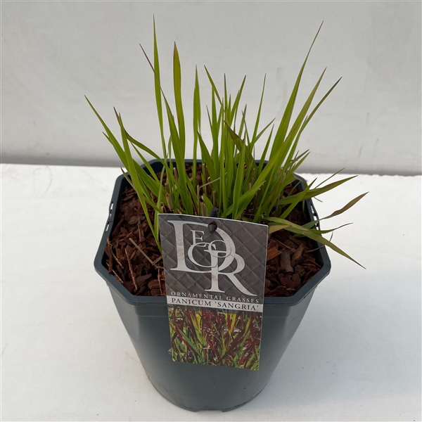 <h4>Panicum 'Sangria'</h4>