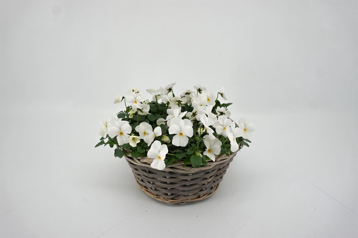 <h4>Viola corn.   ...</h4>