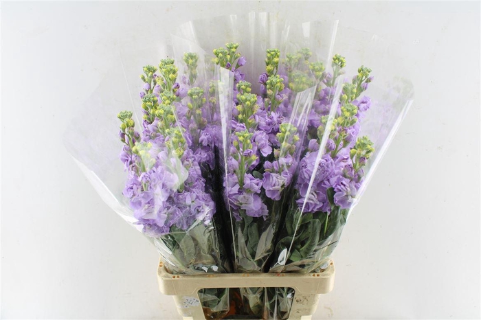 <h4>Matth Iron Lavendel</h4>