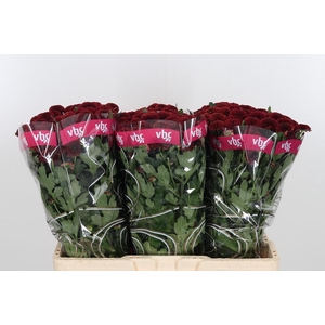 Chr San Aaa Purp Red