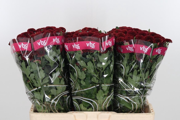 <h4>Chr San Aaa Purp Red</h4>