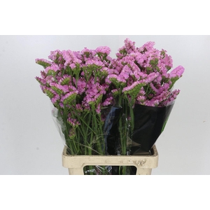 Limonium sinuatum Pink Light
