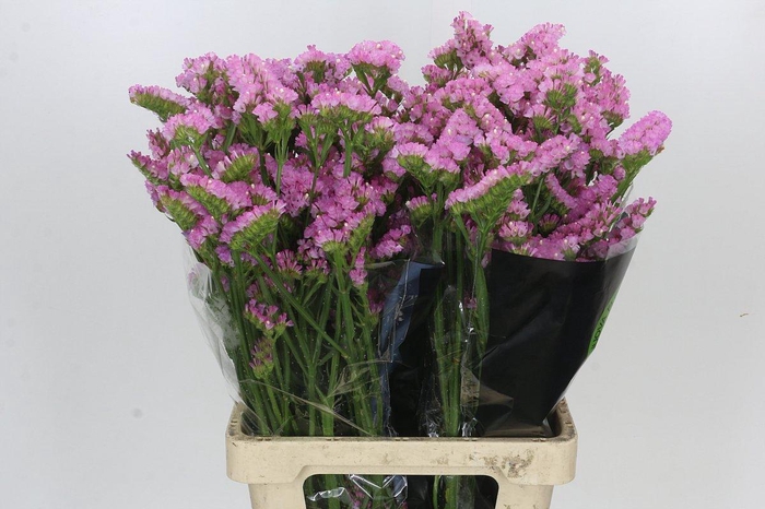 Limonium sinuatum Pink Rosa