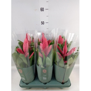 Vriesea  'Intenso Pink'
