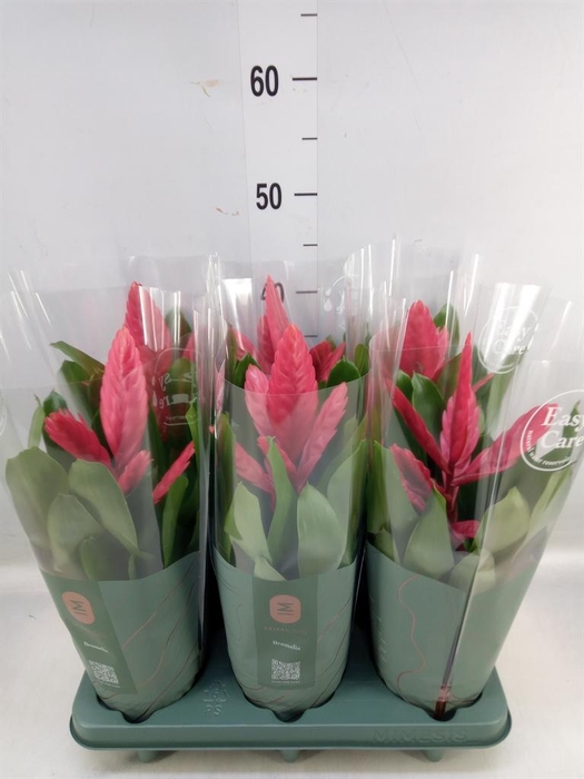 <h4>Vriesea  'Intenso Pink'</h4>