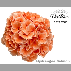 HYDR M SALMON L 60 CM
