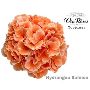HYDR M SALMON L 80 CM