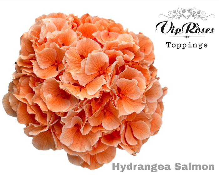 <h4>HYDR M SALMON L 80 CM</h4>