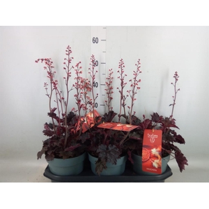 Heuchera   ...