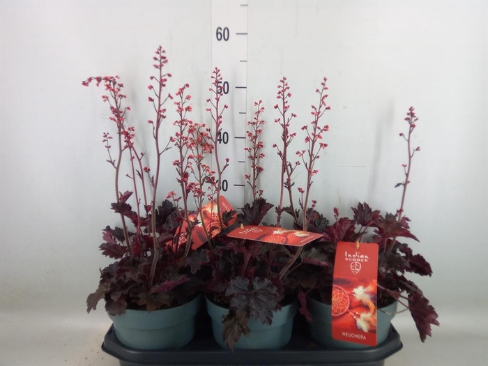 <h4>Heuchera   ...</h4>