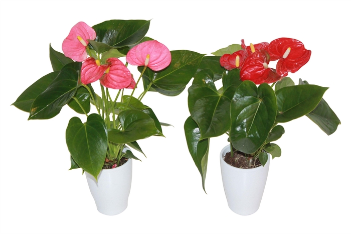 <h4>Anthurium rood/roze 9cm keramiek</h4>