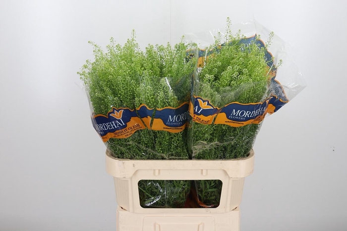 <h4>Lepidium Green Bell</h4>