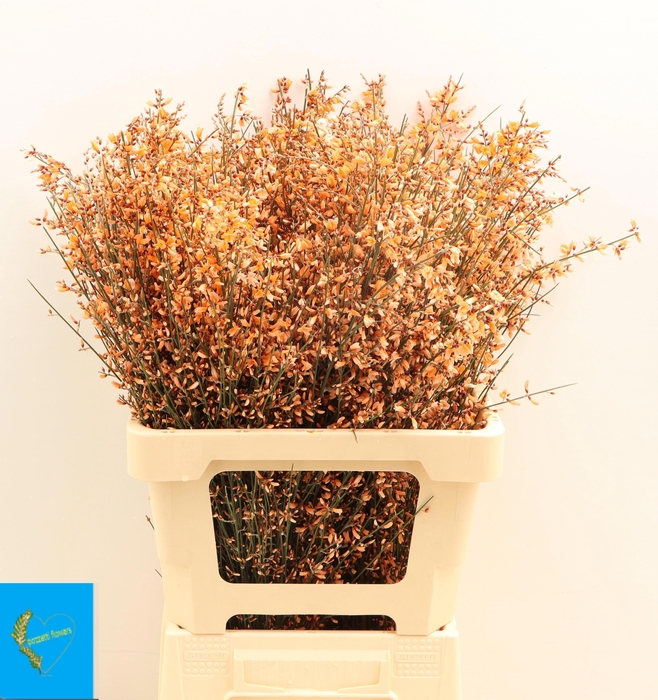 <h4>GENISTA KLB BS H%</h4>