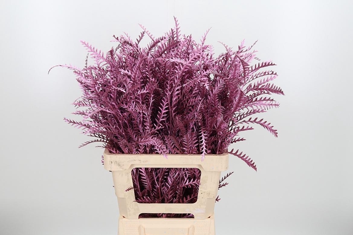 <h4>Grevilea Ivanhoe Kl Bh Metallic Roze</h4>