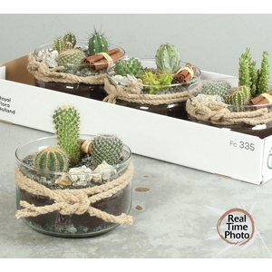 ARR CACTUS