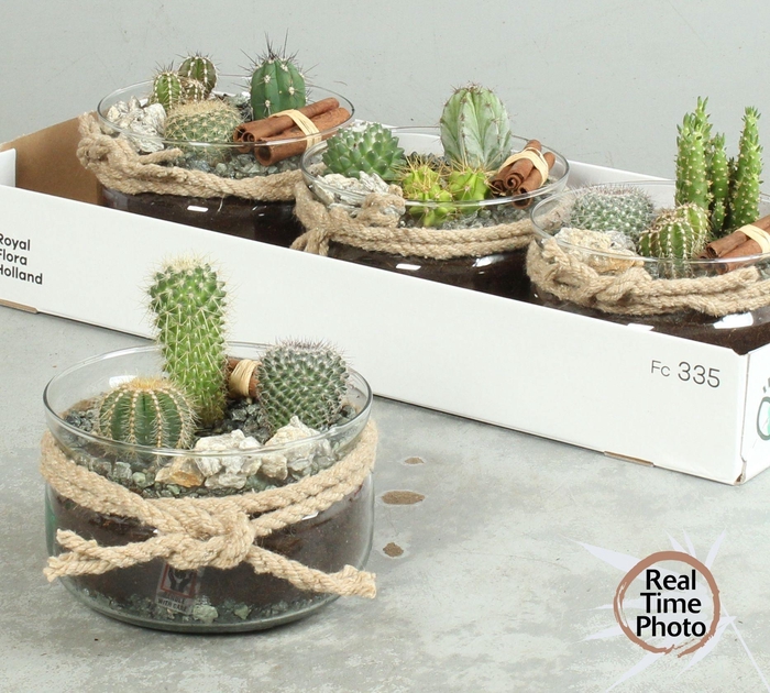 <h4>ARR CACTUS</h4>