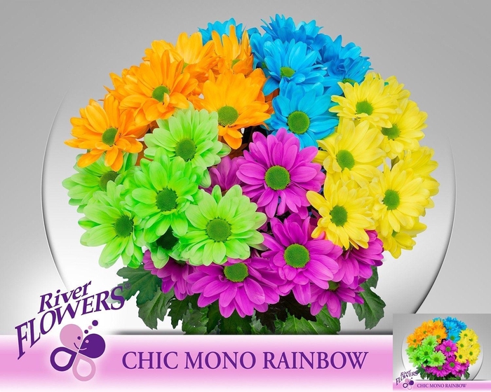 <h4>CHR T CHIC KLB H%</h4>