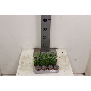 Succulent Gemengd 5cm