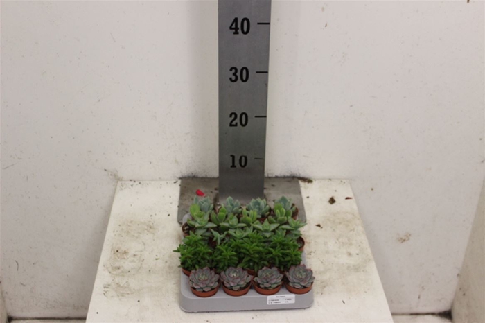 <h4>Succulent Gemengd 5cm</h4>
