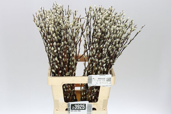 <h4>Salix Snow Flake</h4>