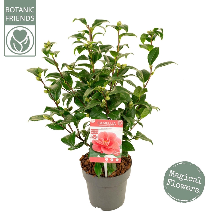 <h4>Camellia reticulata Mary Williams</h4>