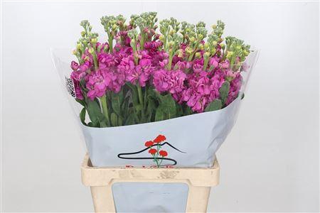 <h4>MATTHIOLA IRON HOT PINK 45 CM</h4>