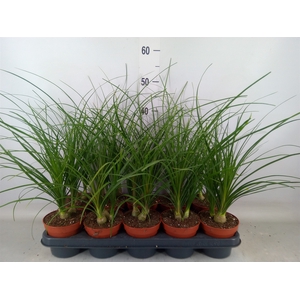 Nolina recurvata   ...