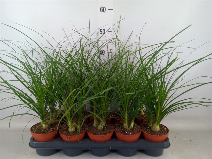 <h4>Nolina recurvata   ...</h4>