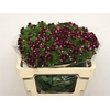 Di Barb Kiwi Burgundy
