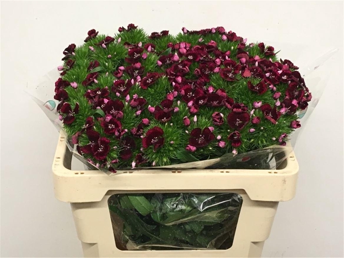 Di Barb Kiwi Burgundy