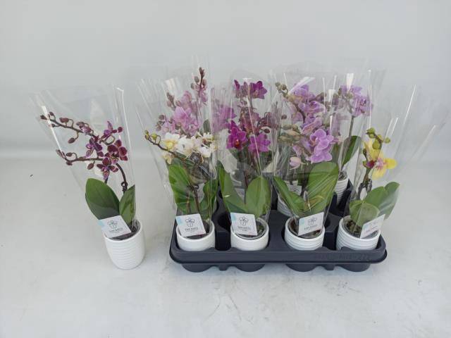 <h4>PHAL MINI</h4>