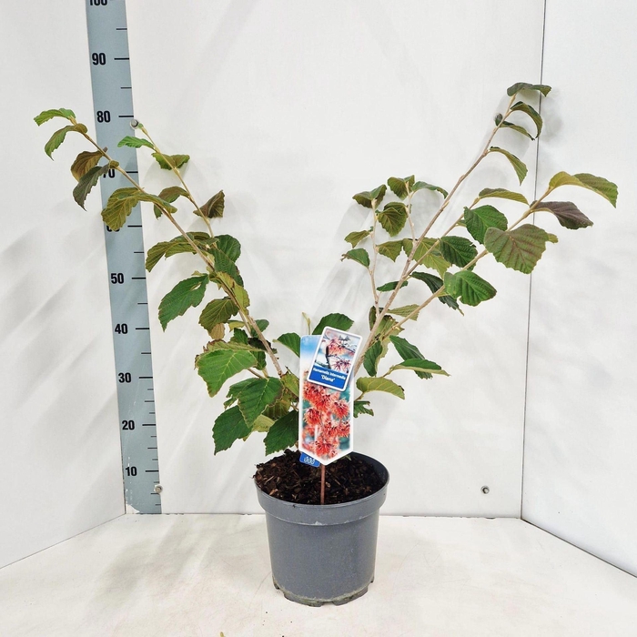 <h4>Hamamelis x intermedia Diane</h4>