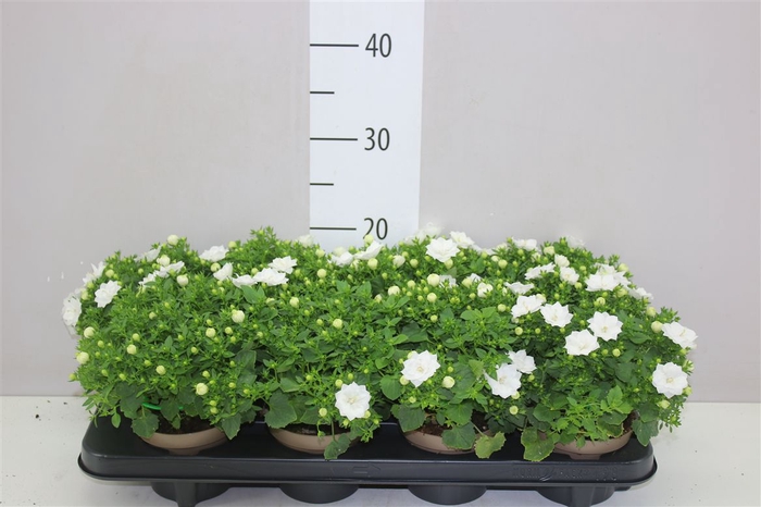 <h4>Campanula Is Dublin White</h4>