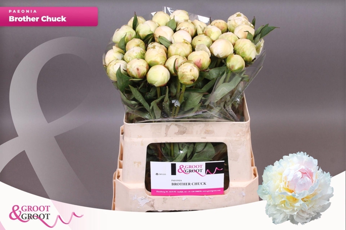 <h4>Paeonia Brother Chuck</h4>
