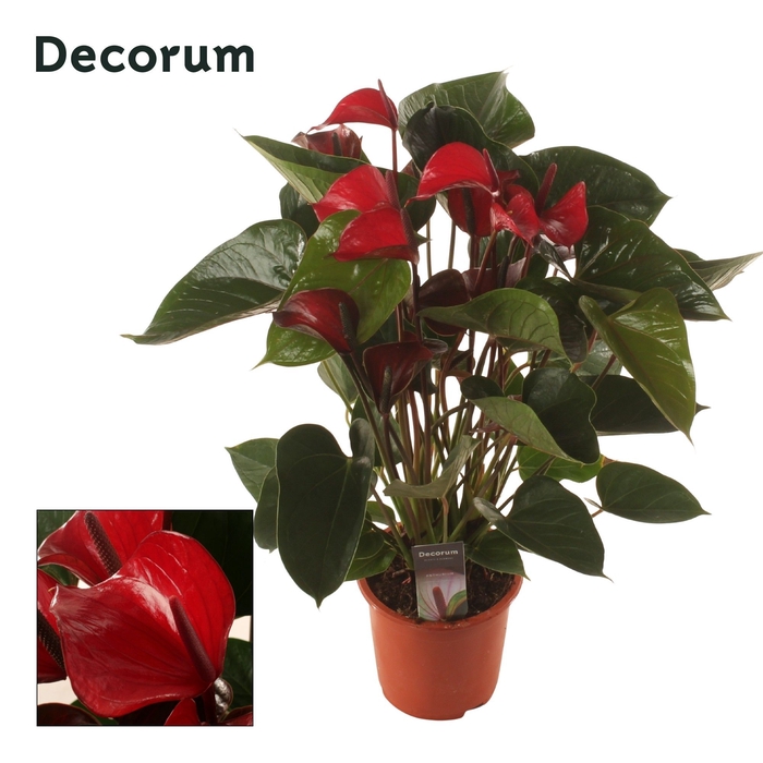 <h4>Anth. Deco Red P17 Decorum</h4>