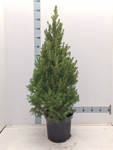 <h4>PICEA GL CONICA</h4>